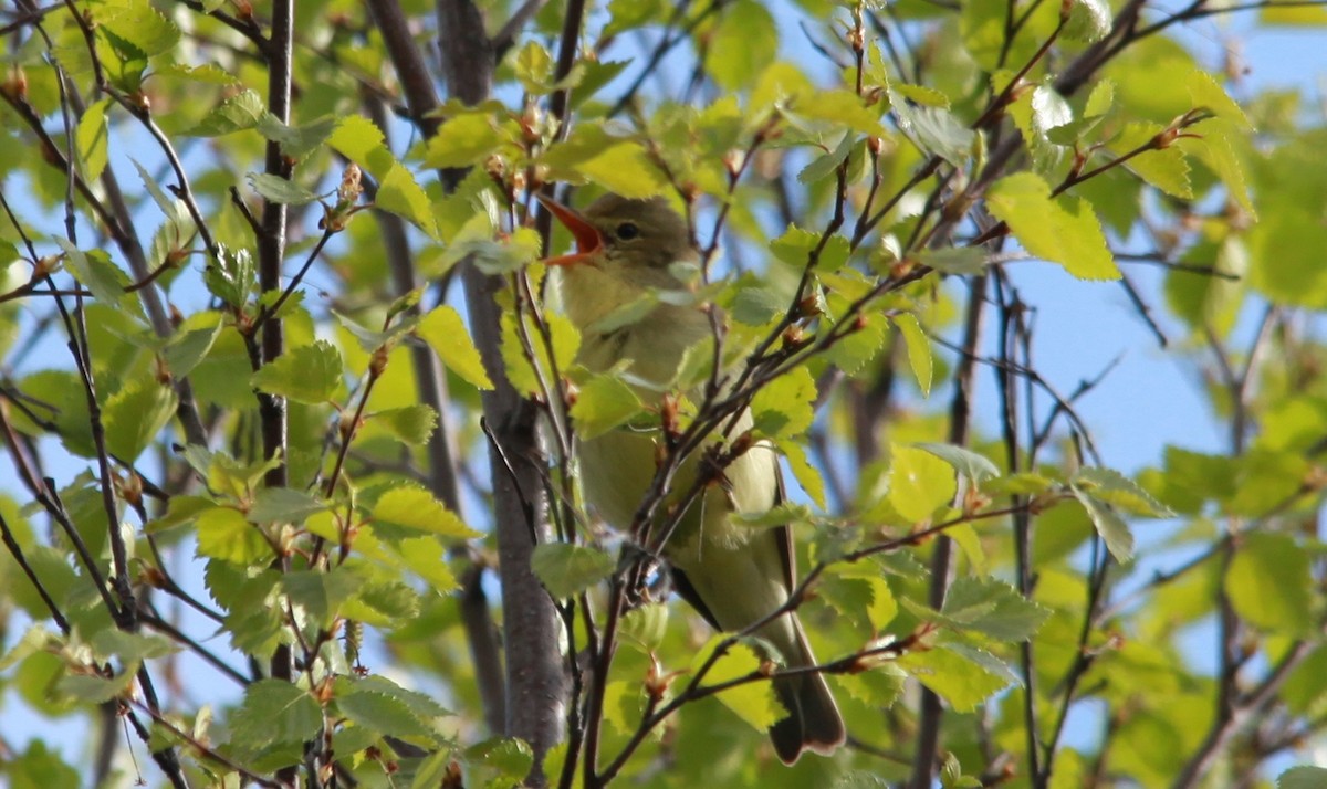 Icterine Warbler - Are Nakrem