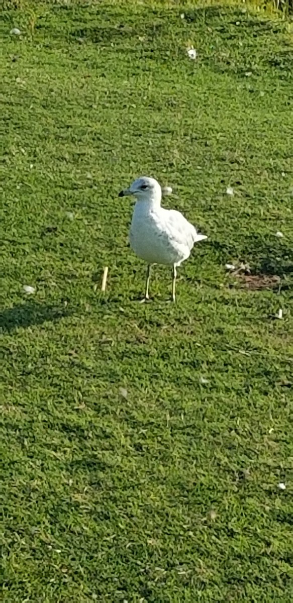 Ring-billed Gull - Kyle  Mcnew