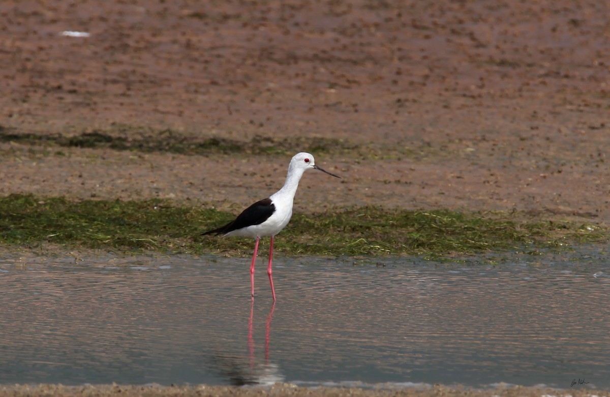 Black-winged Stilt - ML248409121