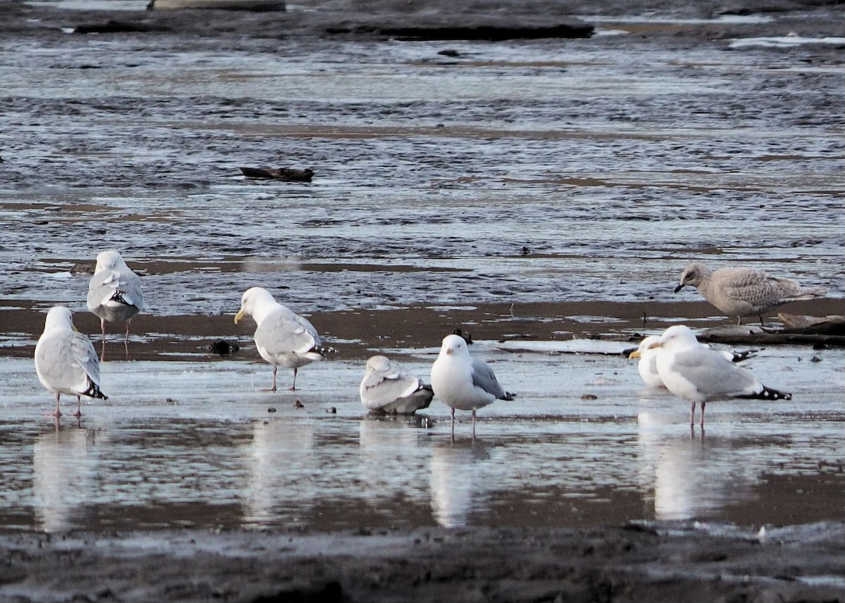 Iceland Gull (kumlieni/glaucoides) - ML24840961