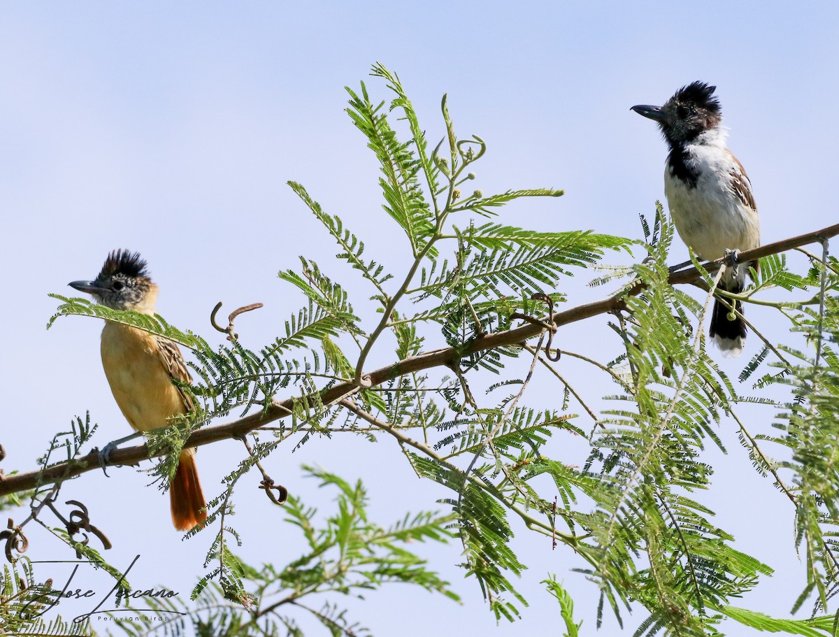 Collared Antshrike - ML248410631