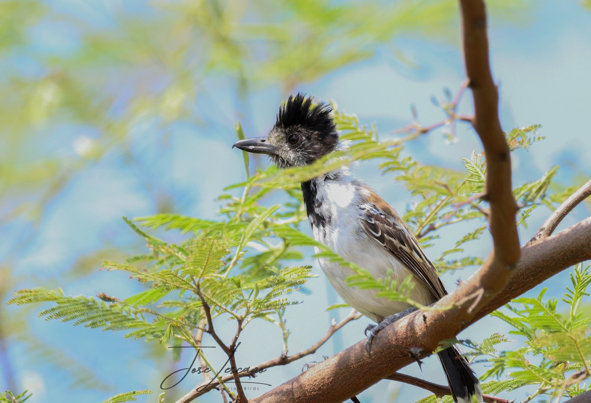 Collared Antshrike - Jose Luis Lescano Perez Pacheco