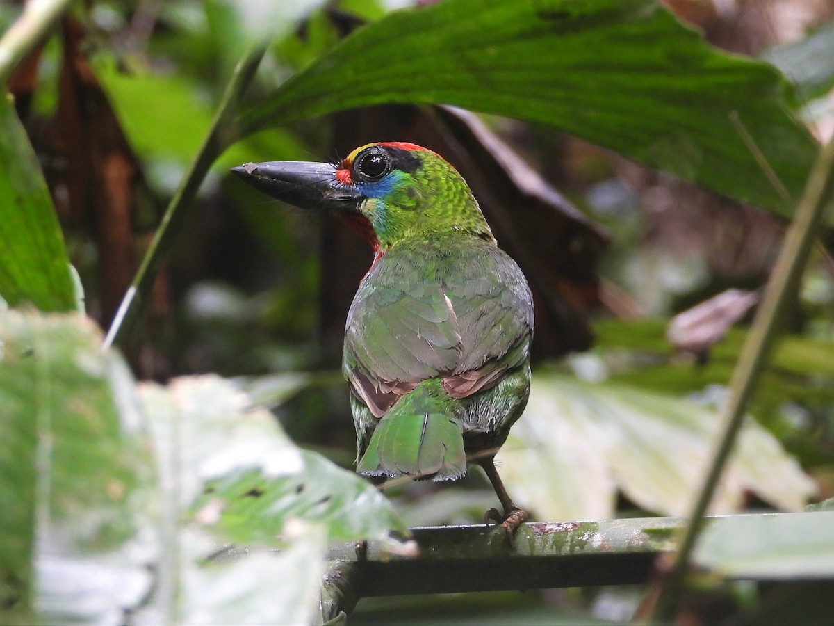 Red-throated Barbet - ML248411171