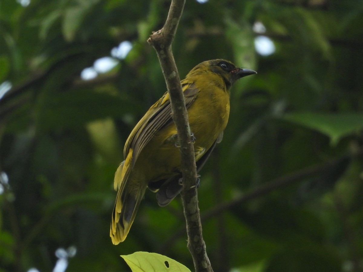 Black-headed Bulbul - ML248411251