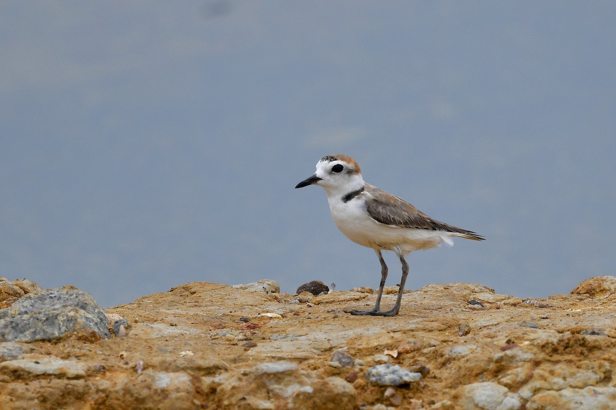 White-faced Plover - ML248413701