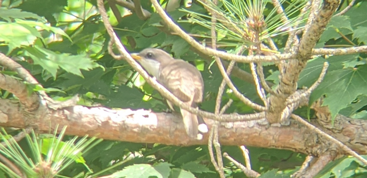 Yellow-billed Cuckoo - ML248413741