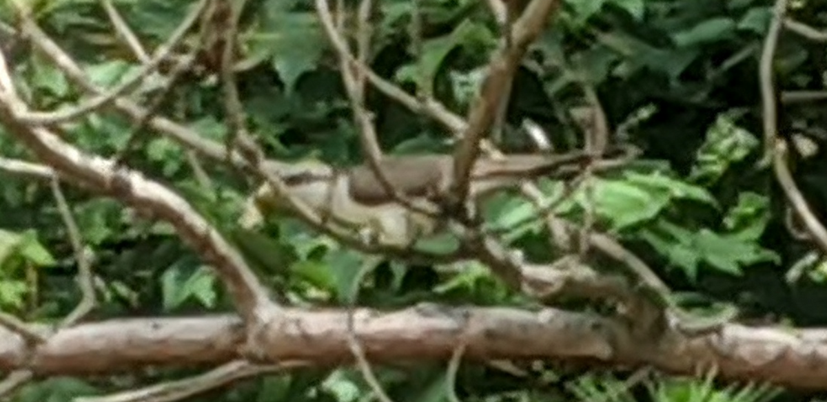 Yellow-billed Cuckoo - ML248413781