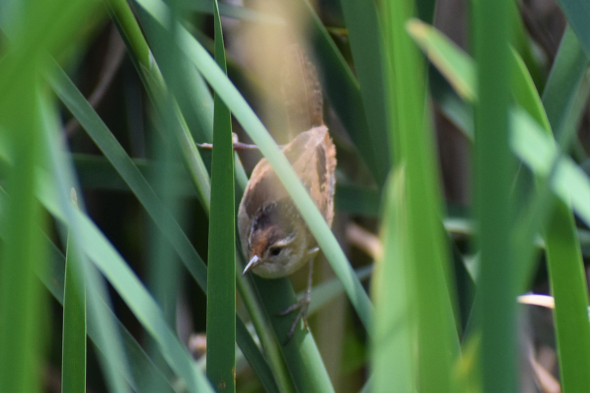 Marsh Wren - ML248414351