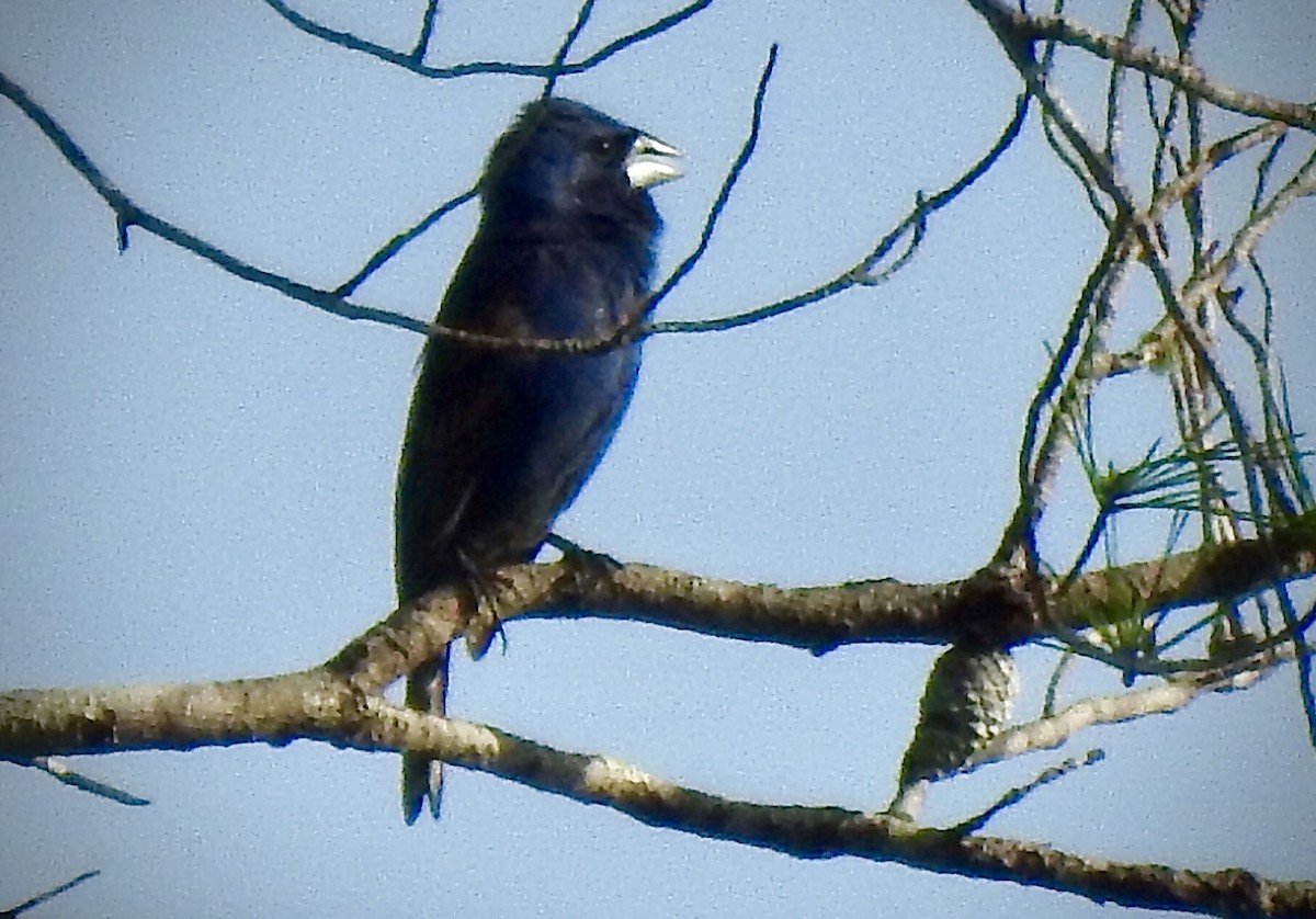 Blue Grosbeak - ML248416061