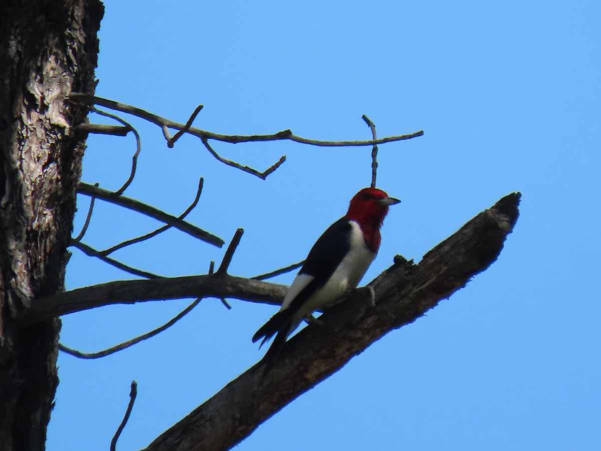 Red-headed Woodpecker - raylene wall