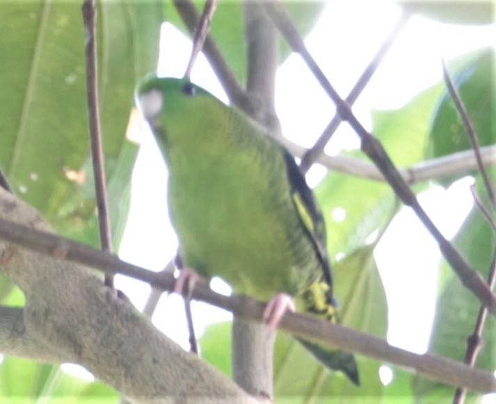 Barred Parakeet - ML248417531