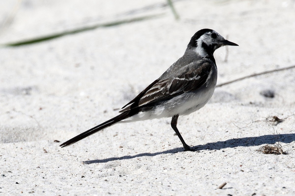 White Wagtail - ML248417541