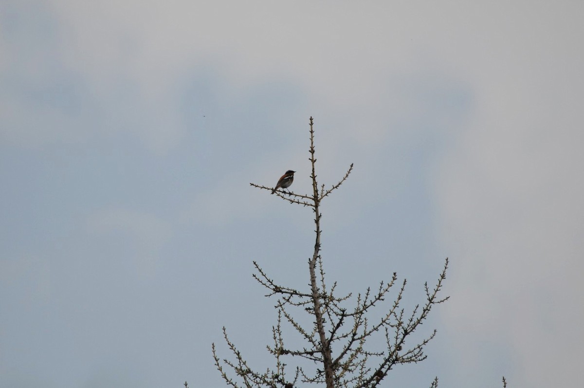 Rufous-backed Redstart - ML248417711