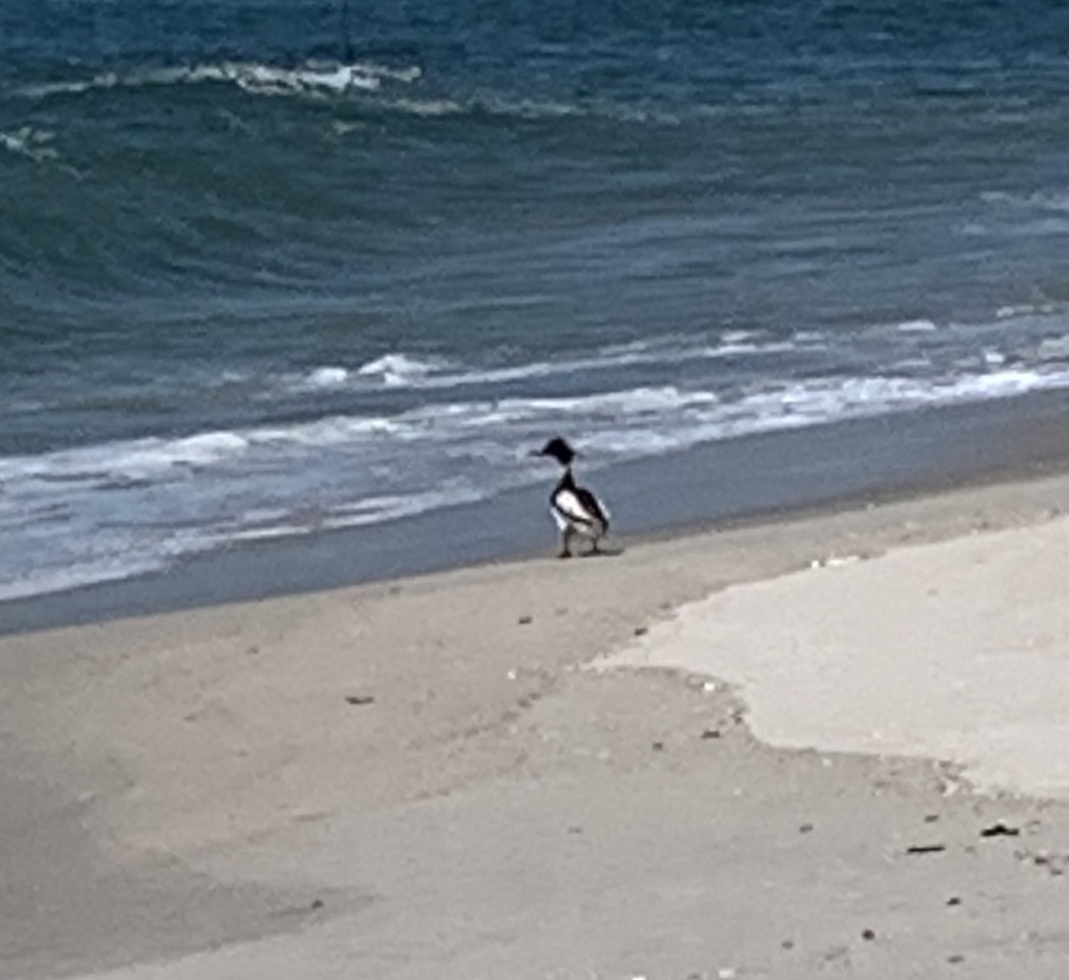 Red-breasted Merganser - Jacob Cuomo