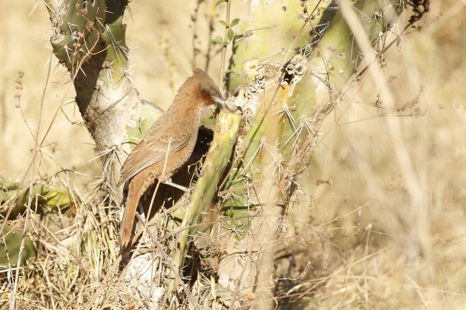 Brown Cacholote - ML248418691