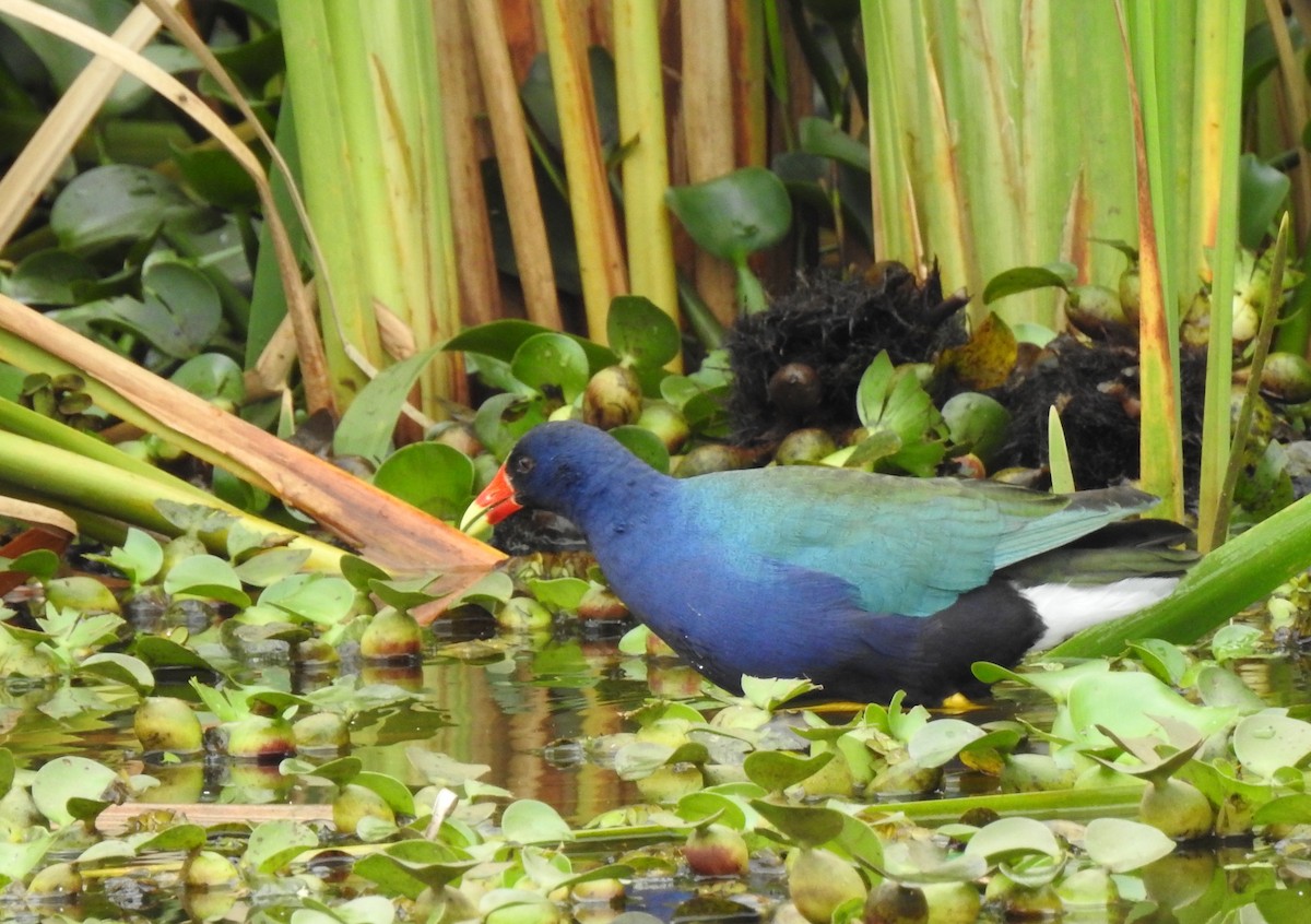 Purple Gallinule - ML248418831