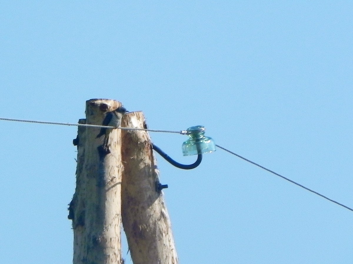 Oriental Cuckoo - ML248422481