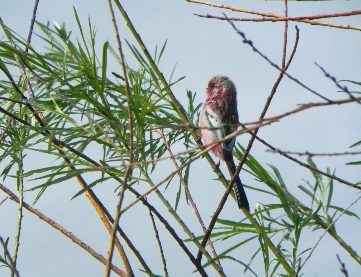 Long-tailed Rosefinch - ML248422571