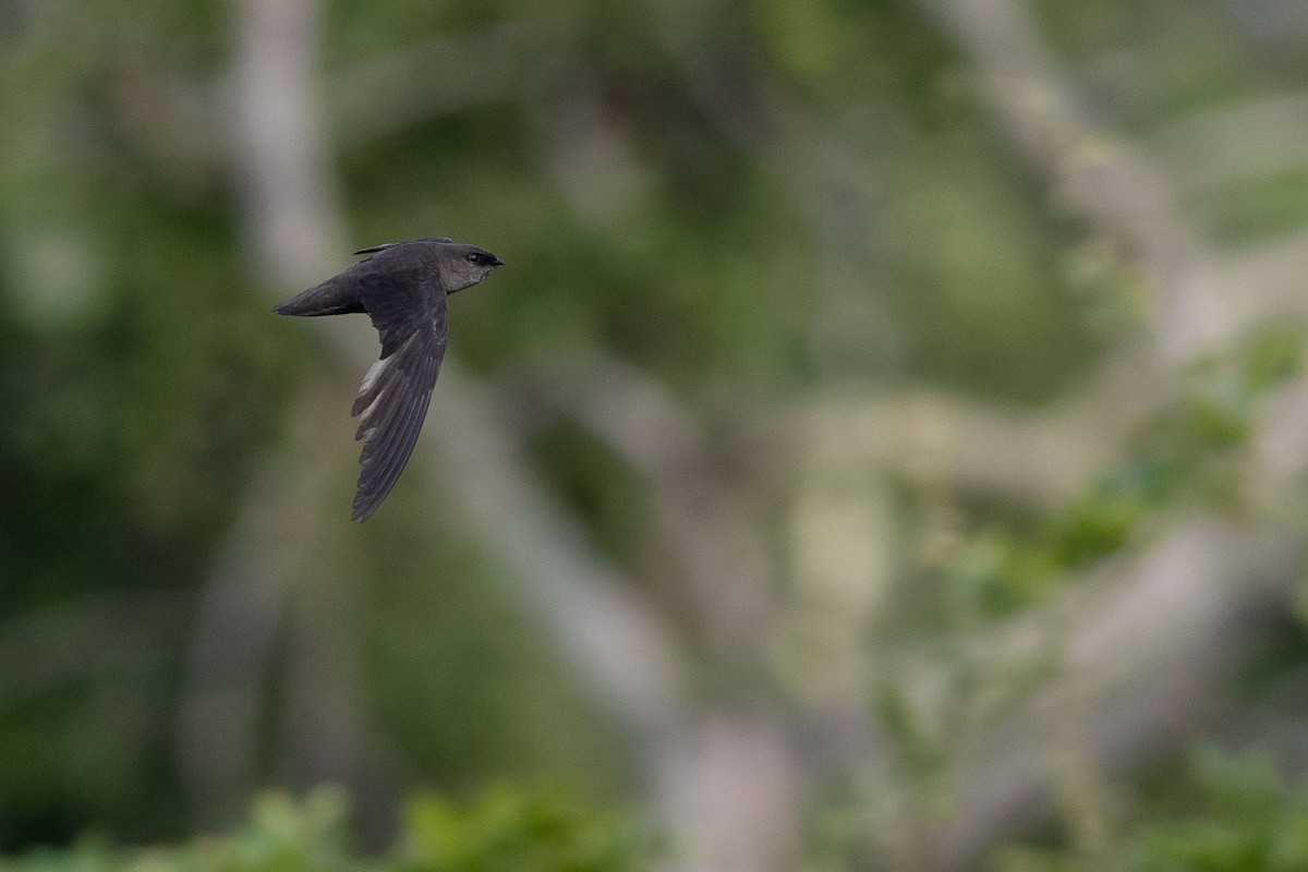 Chimney Swift - ML248425851