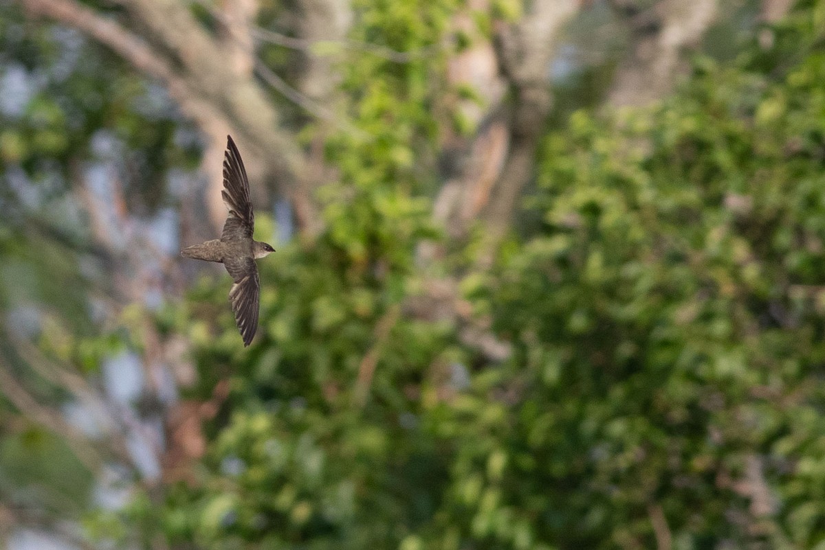 Chimney Swift - ML248425931