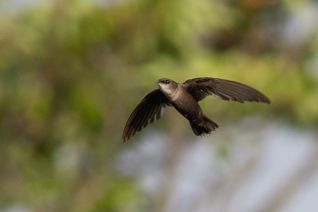 Chimney Swift - ML248425951