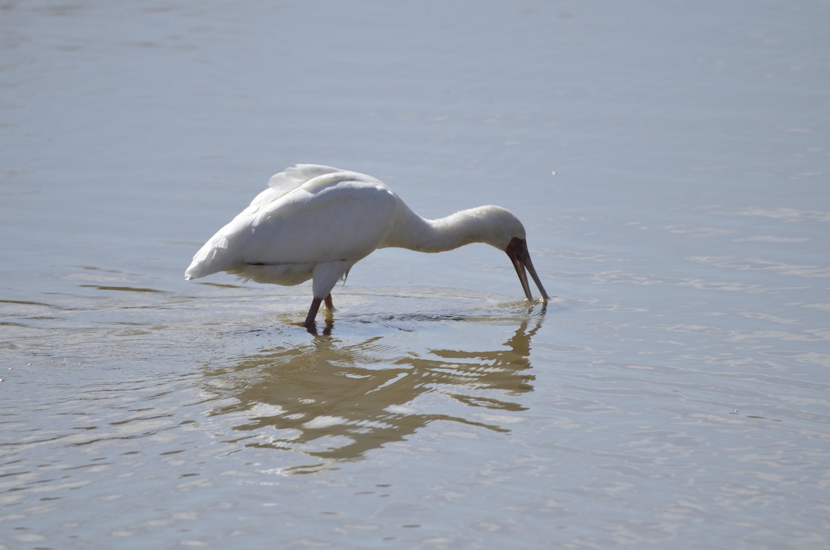 African Spoonbill - ML248426051