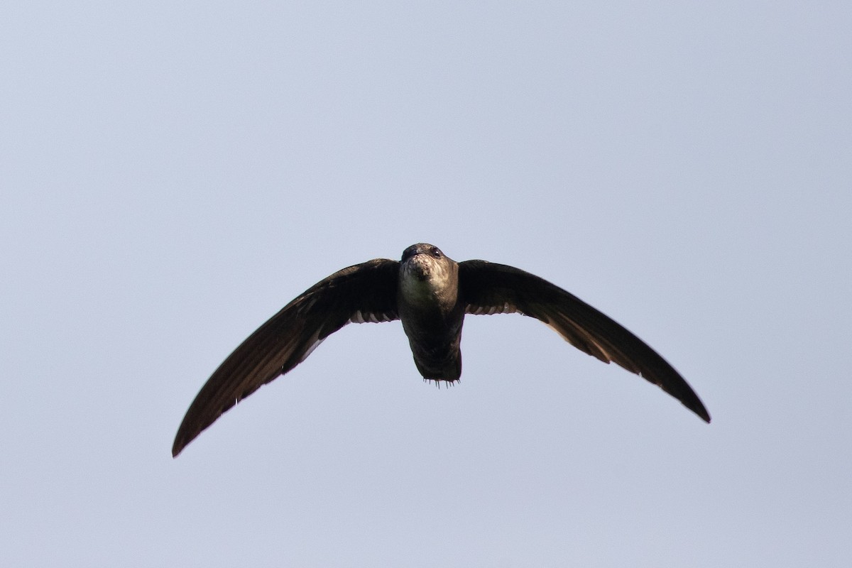 Chimney Swift - ML248426061