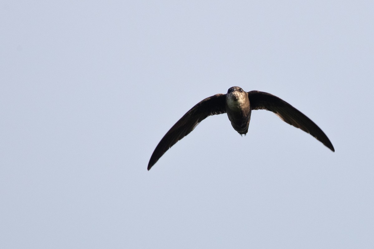 Chimney Swift - ML248426131