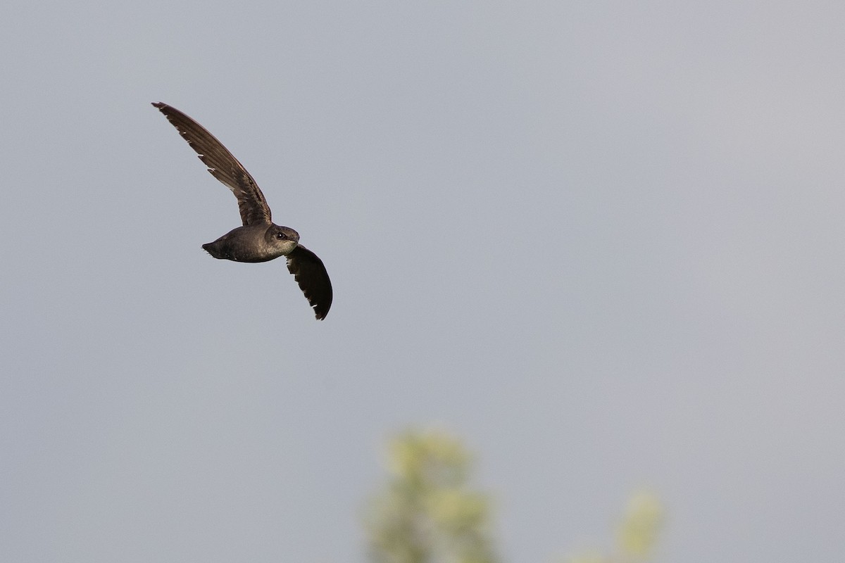 Chimney Swift - ML248426171