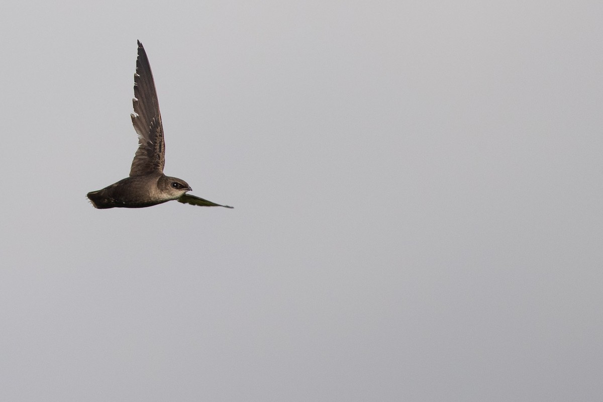 Chimney Swift - ML248426191