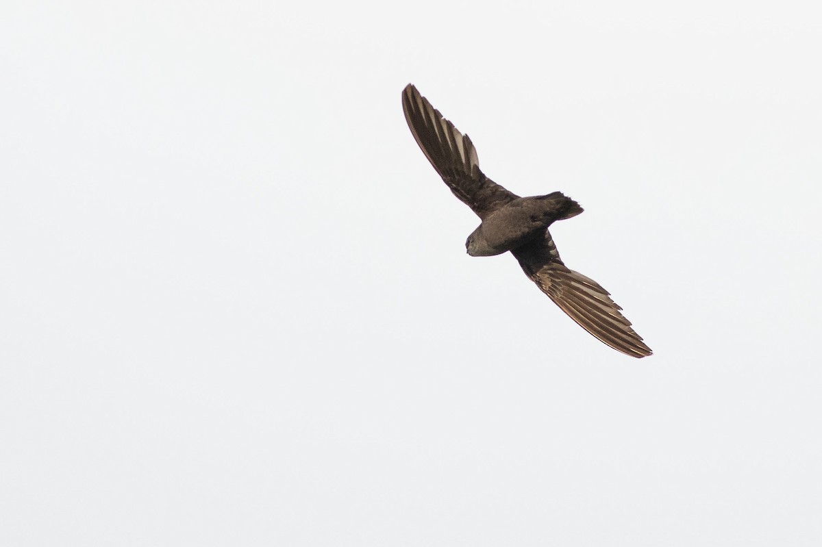 Chimney Swift - ML248426271