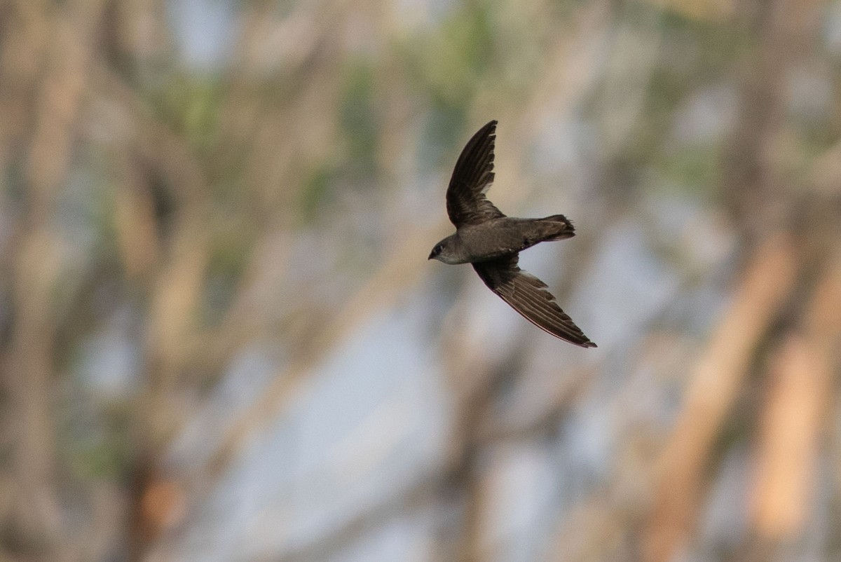 Chimney Swift - ML248426301