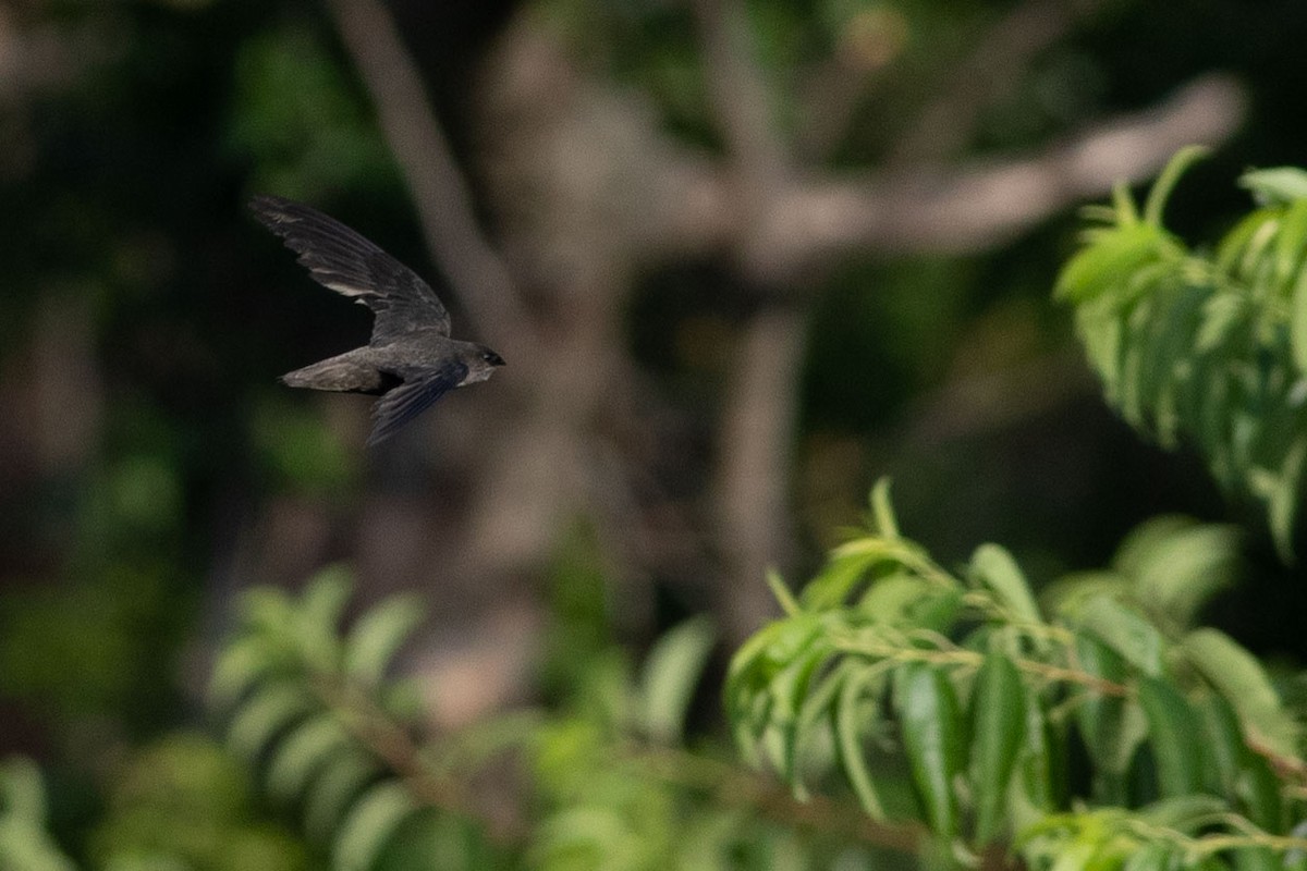 Chimney Swift - ML248426381