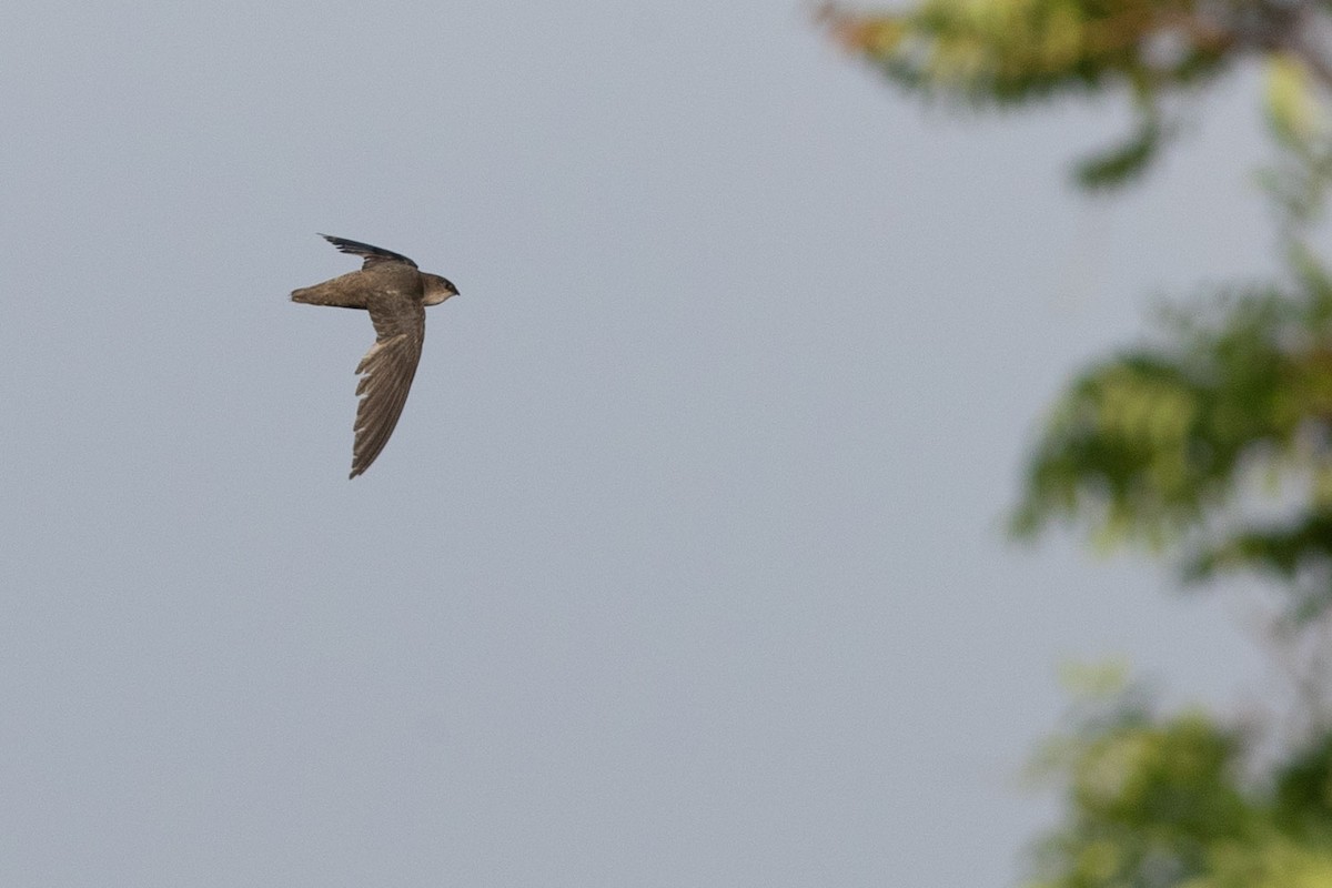 Chimney Swift - ML248426401