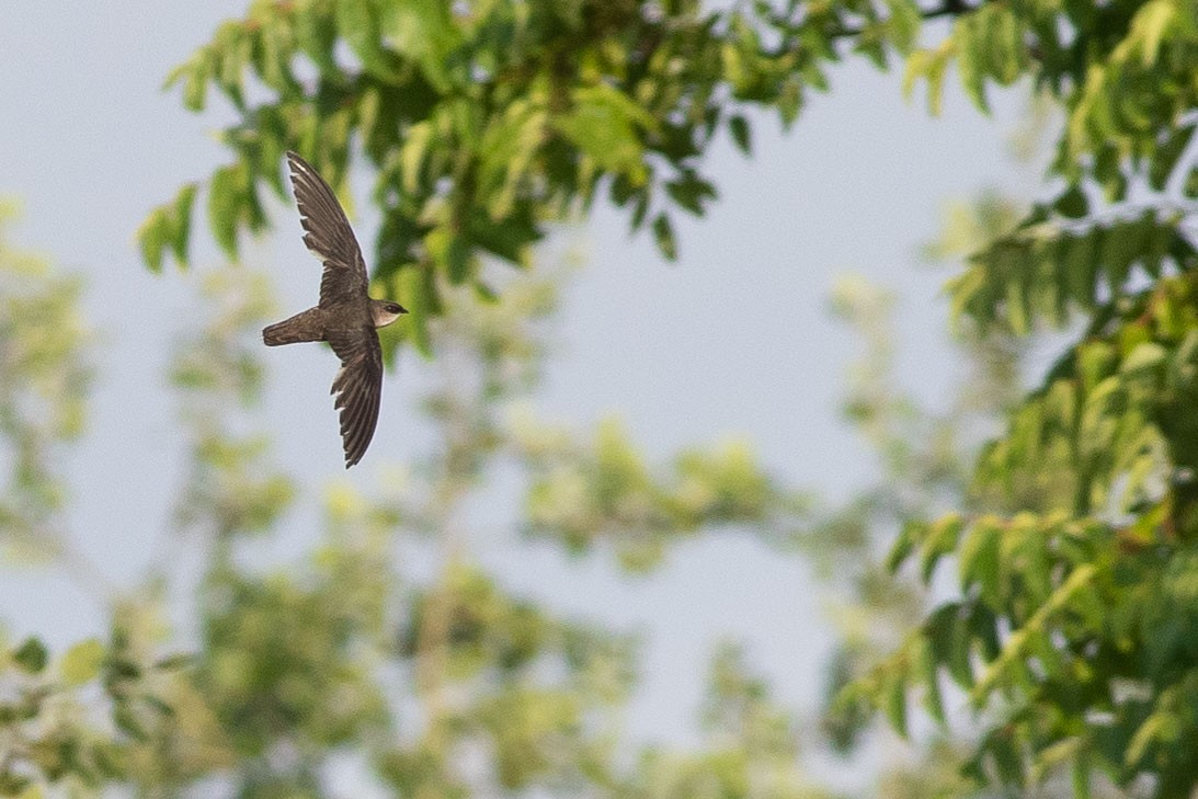 Chimney Swift - ML248426421