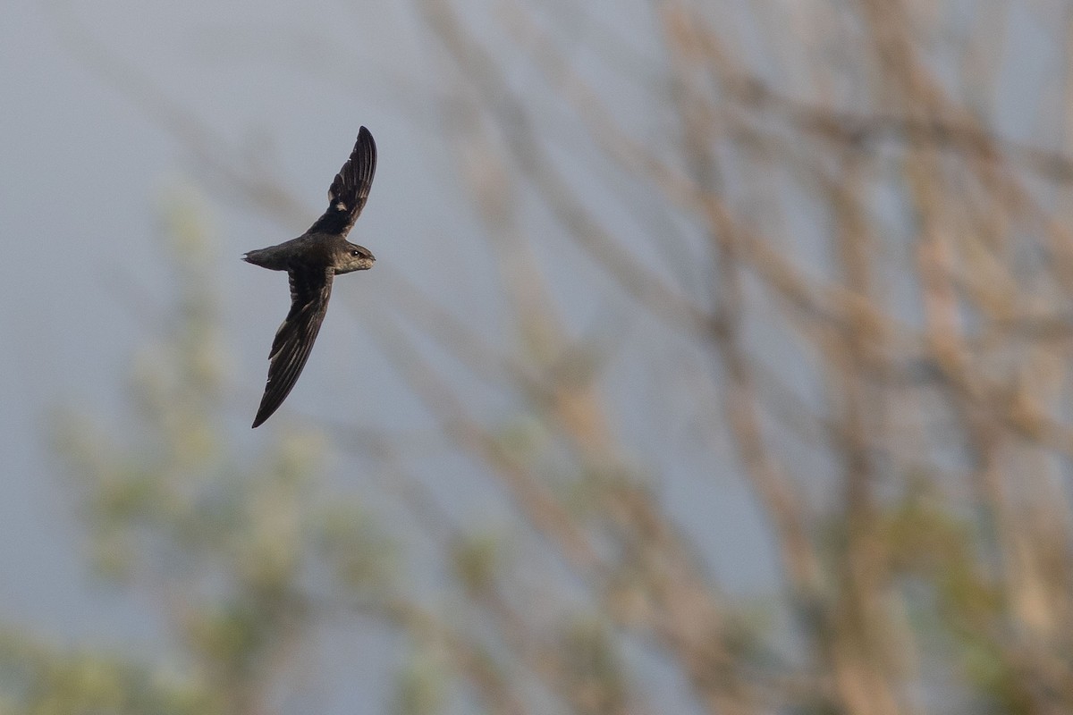 Chimney Swift - ML248426471