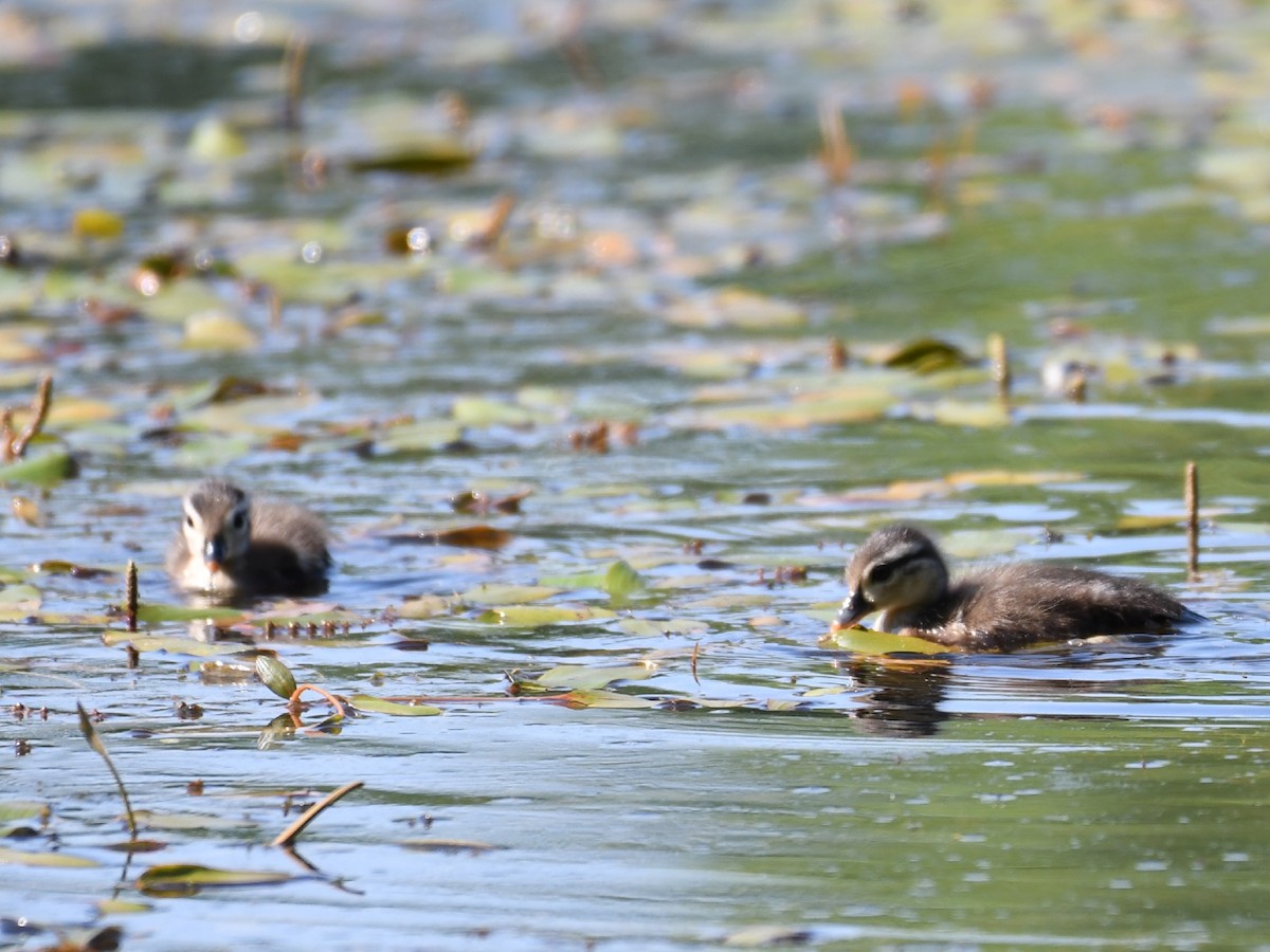 Canard colvert - ML248428701