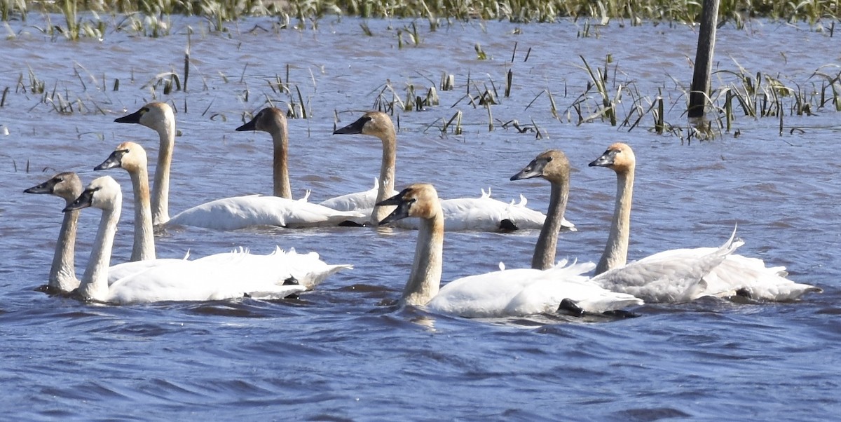 Trumpeter Swan - ML24842901