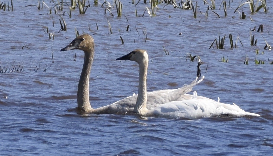 Trumpeter Swan - ML24842911