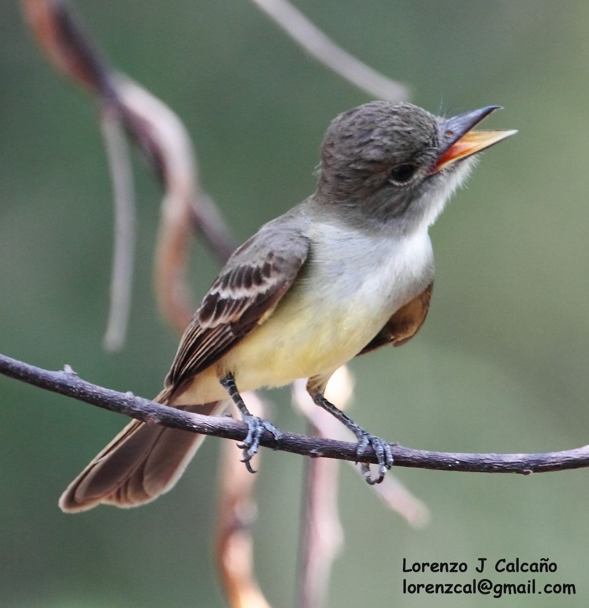 Short-crested Flycatcher - ML248429141