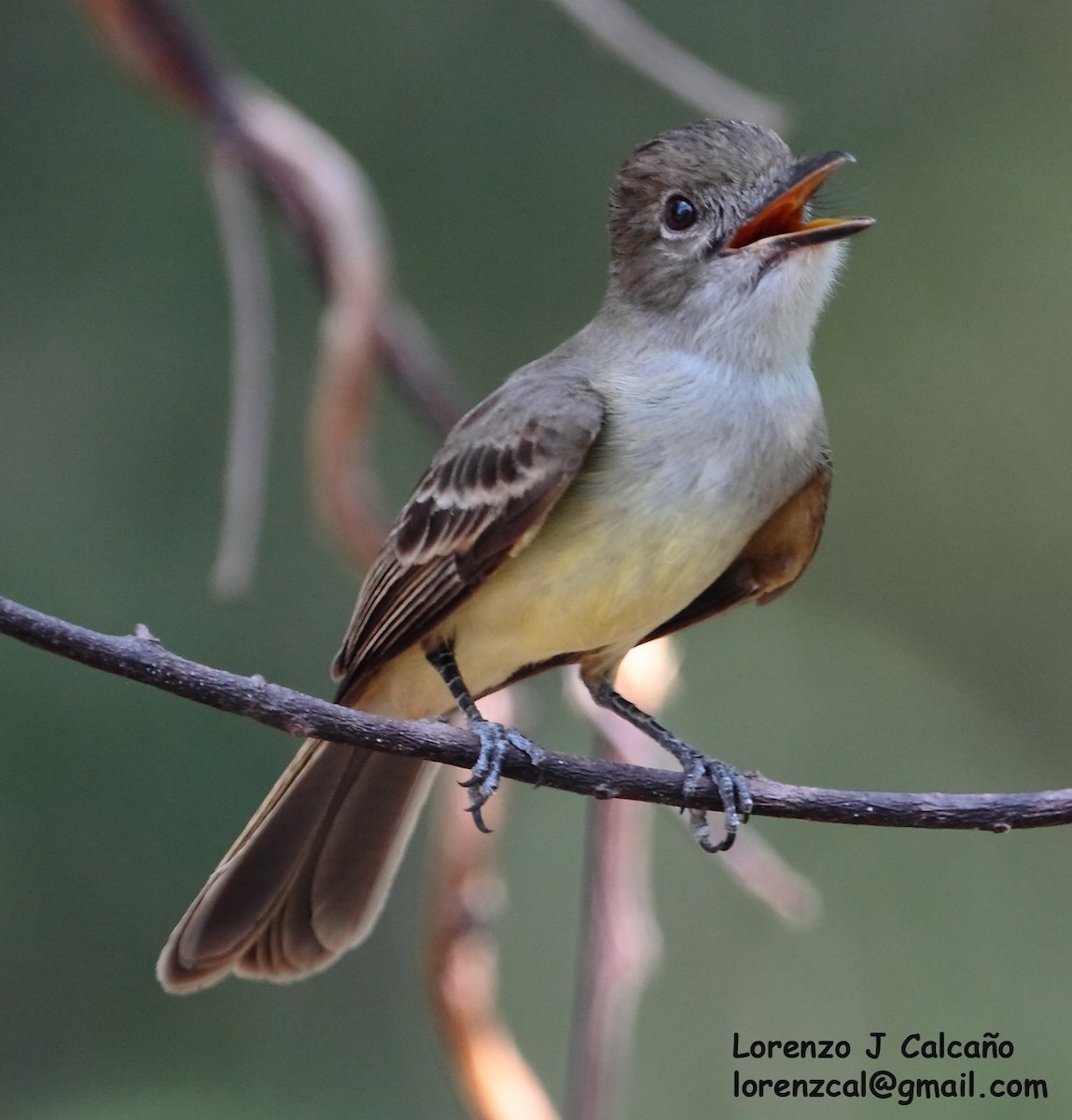 Short-crested Flycatcher - ML248429151