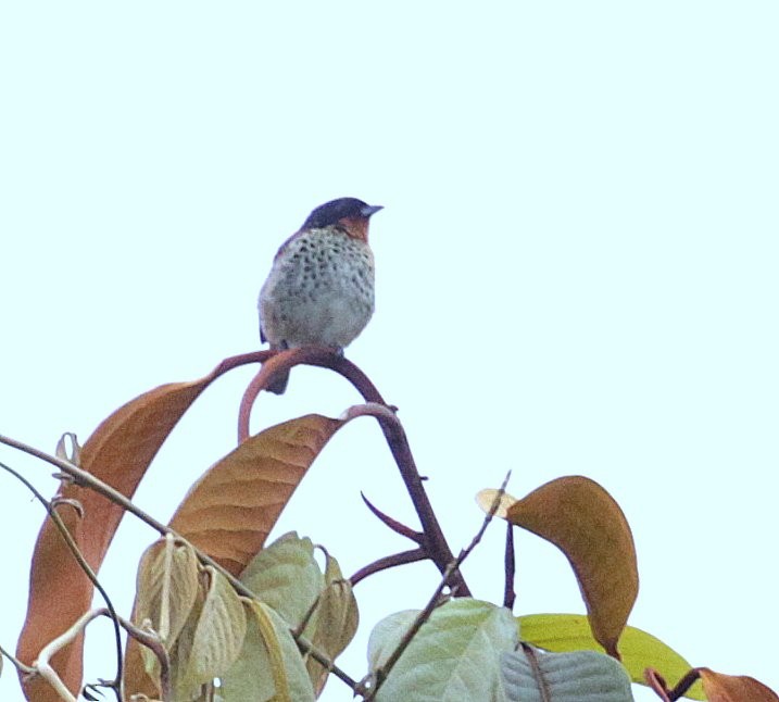 Rufous-throated Tanager - Carmelo López Abad