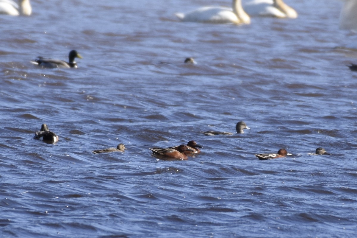 Cinnamon Teal - ML24843071