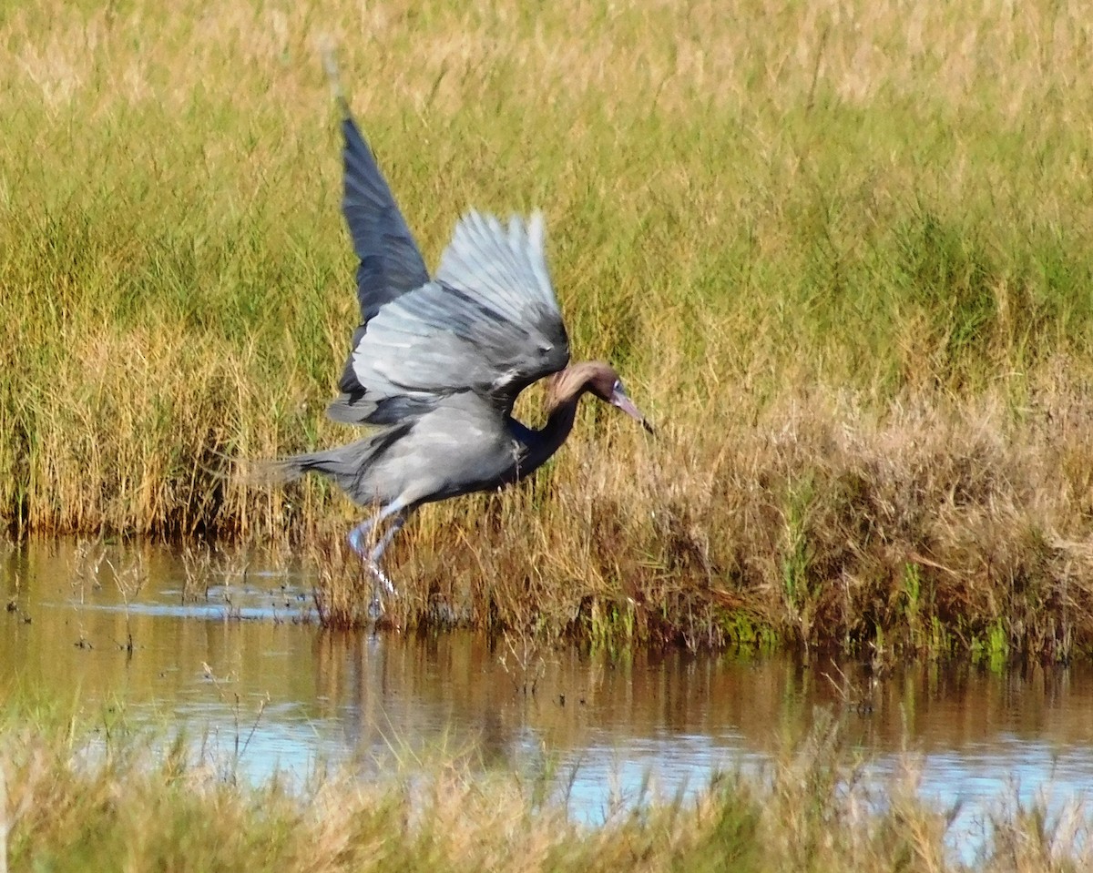 Reddish Egret - ML24843101