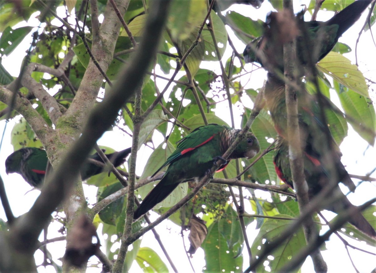 Maroon-tailed Parakeet (Choco) - ML248432461