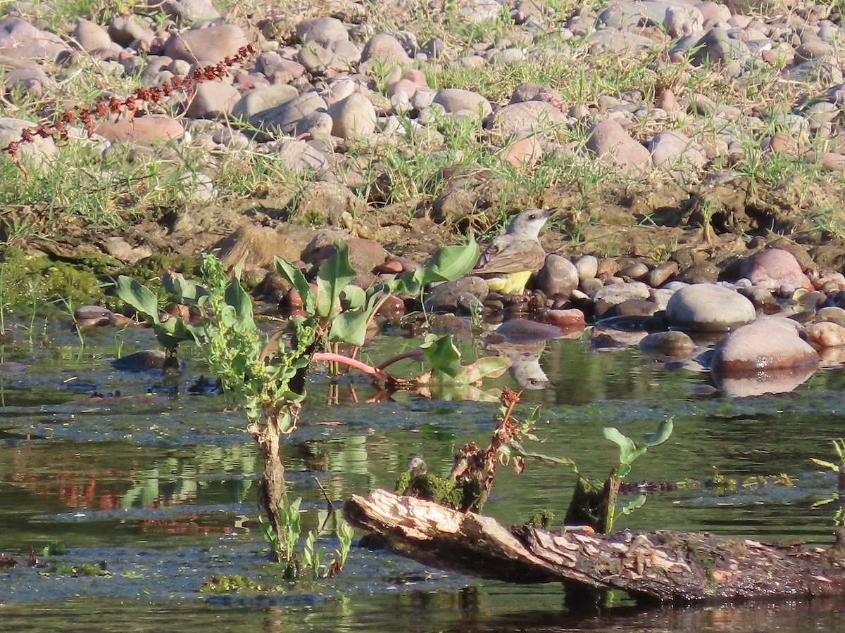 Western Kingbird - ML248432871