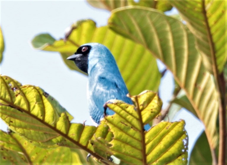 Swallow Tanager - ML248435111