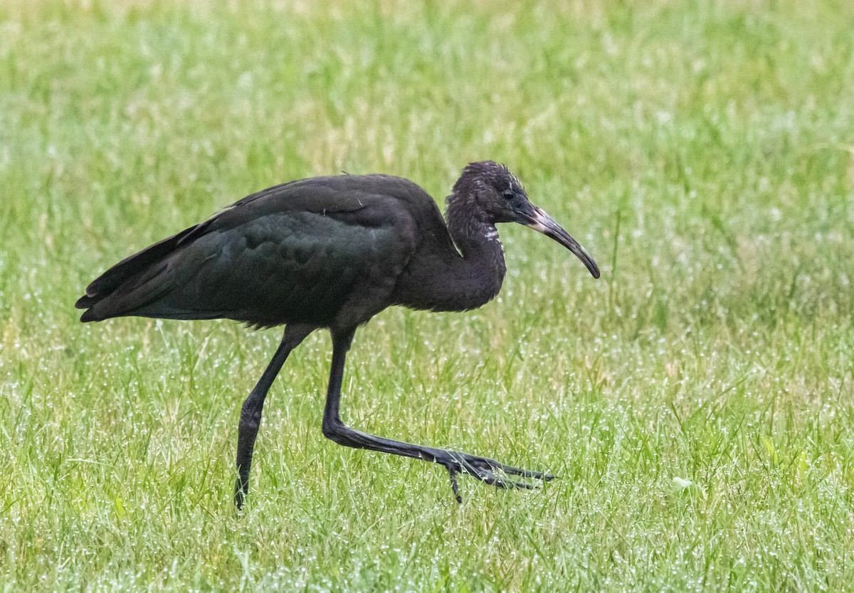 ibis hnědý - ML248436061