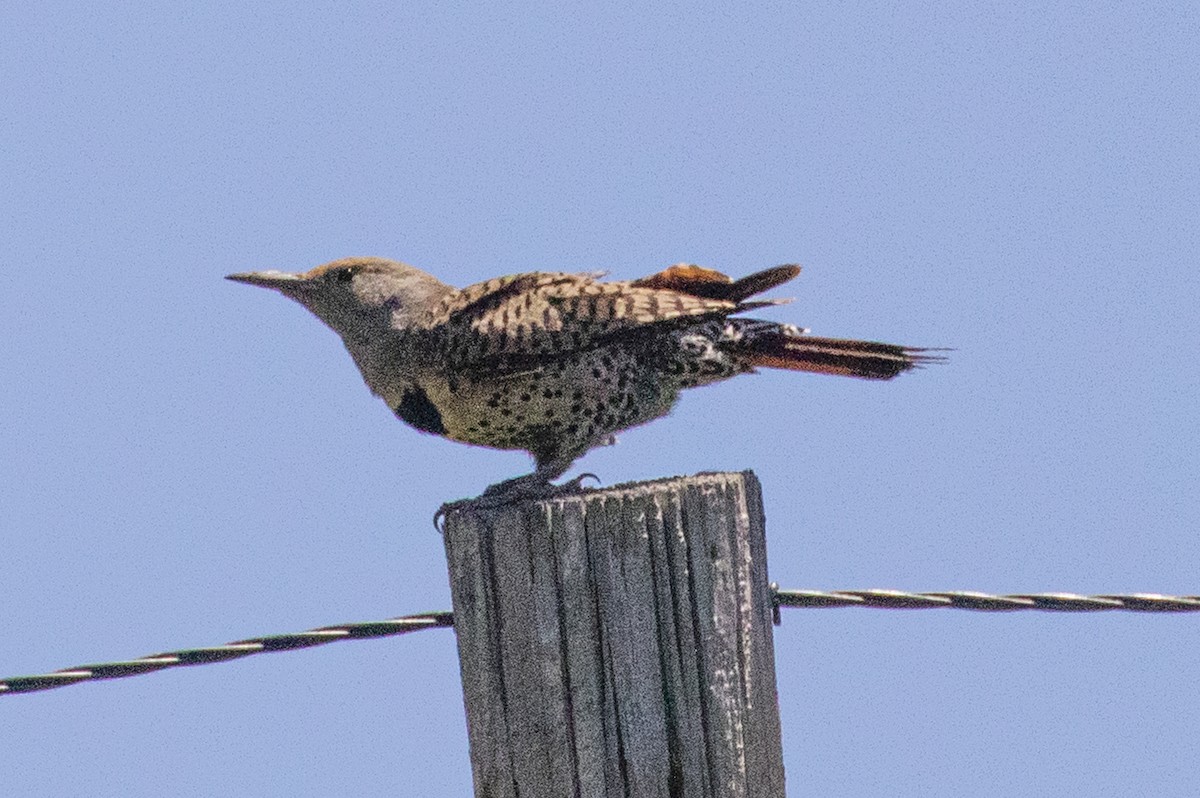 ハシボソキツツキ（cafer グループ） - ML248436291