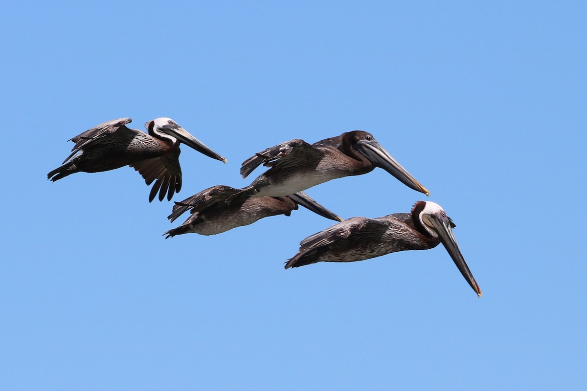 Brown Pelican - Steve Myers